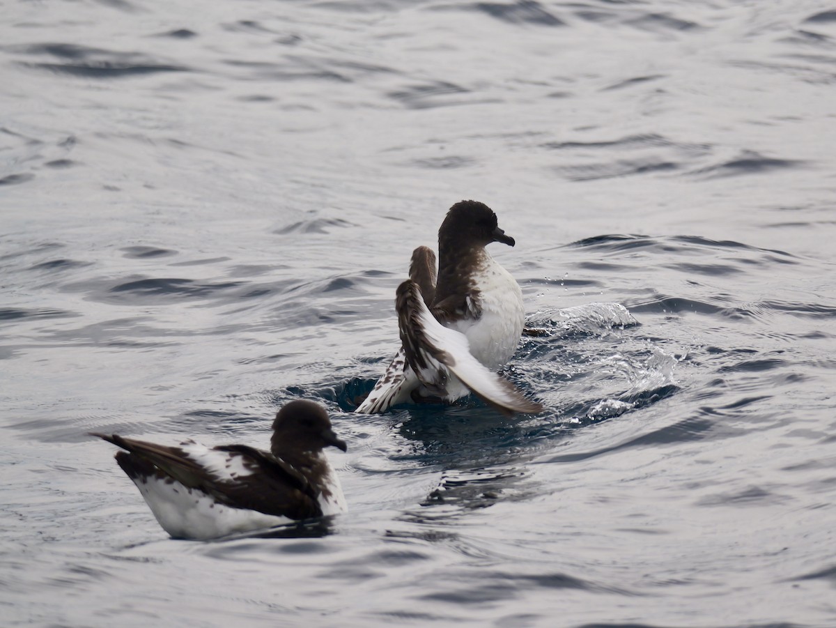 Pintado Petrel - ML647117238