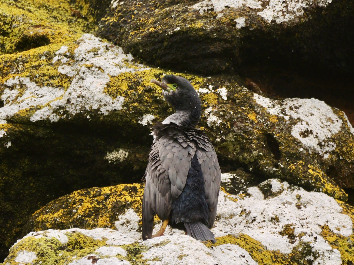 Pitt Island Shag - ML647117241