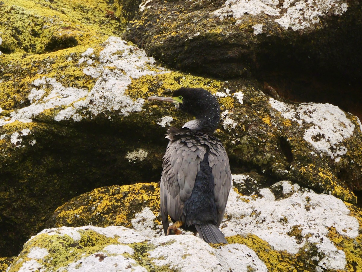 Pitt Island Shag - ML647117242