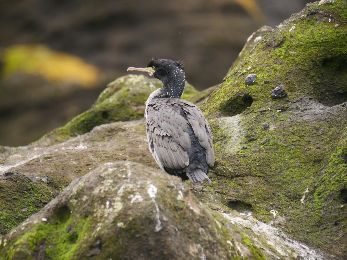 Баклан чатамський - ML647117243