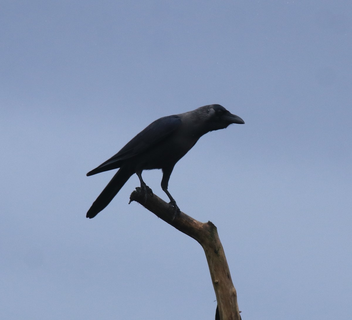 House Crow - ML647117244