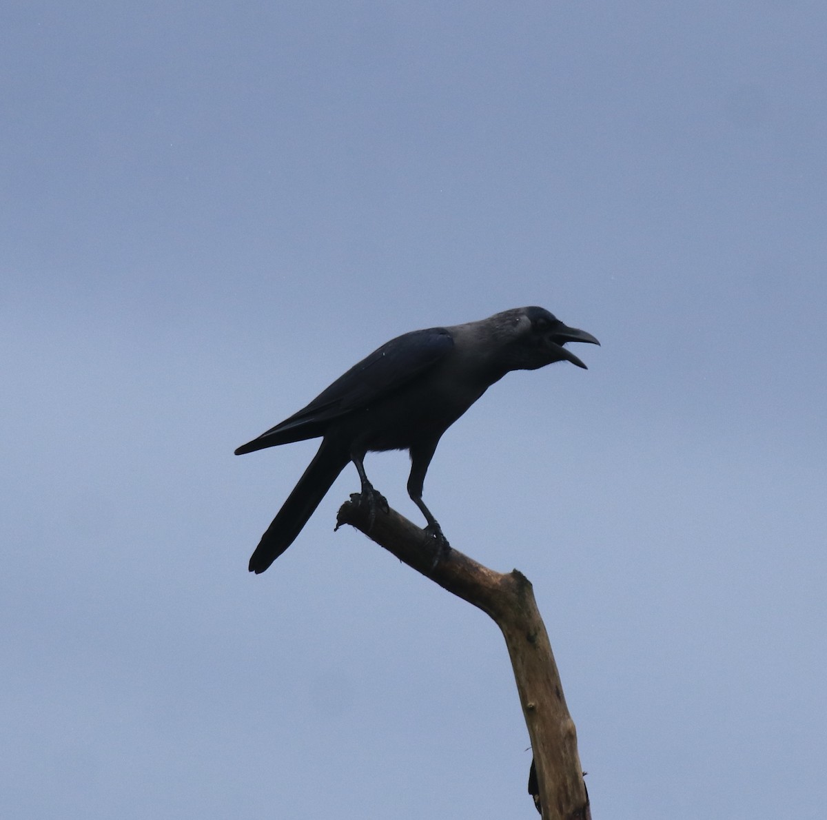 House Crow - ML647117245
