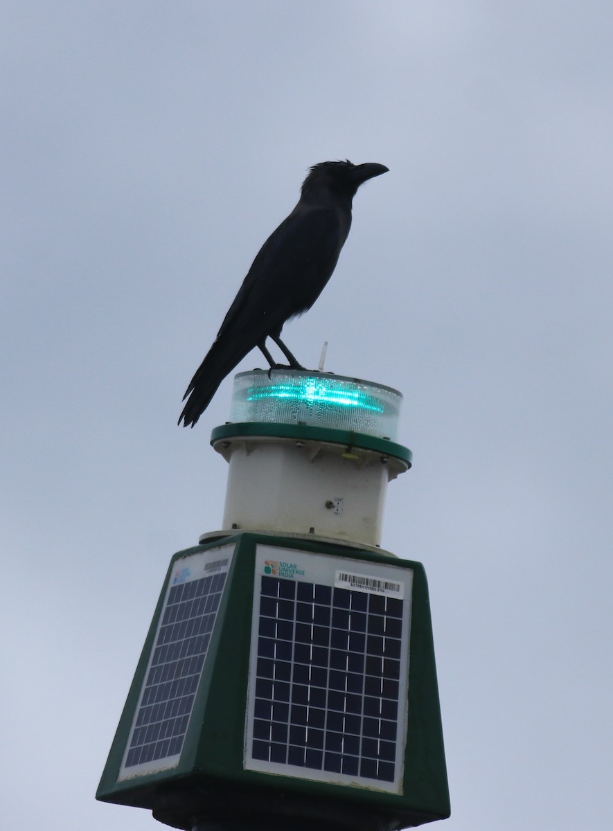 House Crow - ML647117246