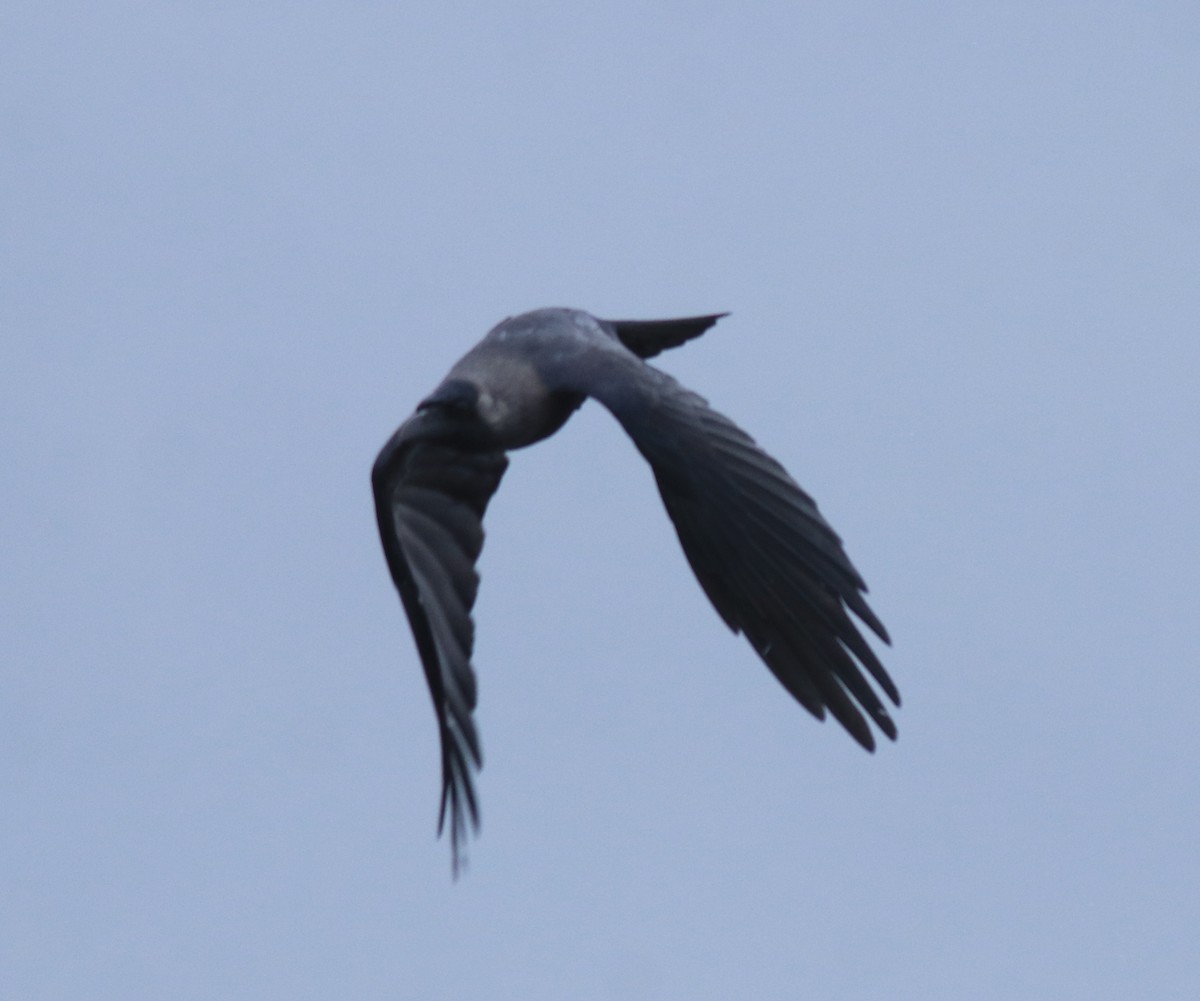 House Crow - ML647117247