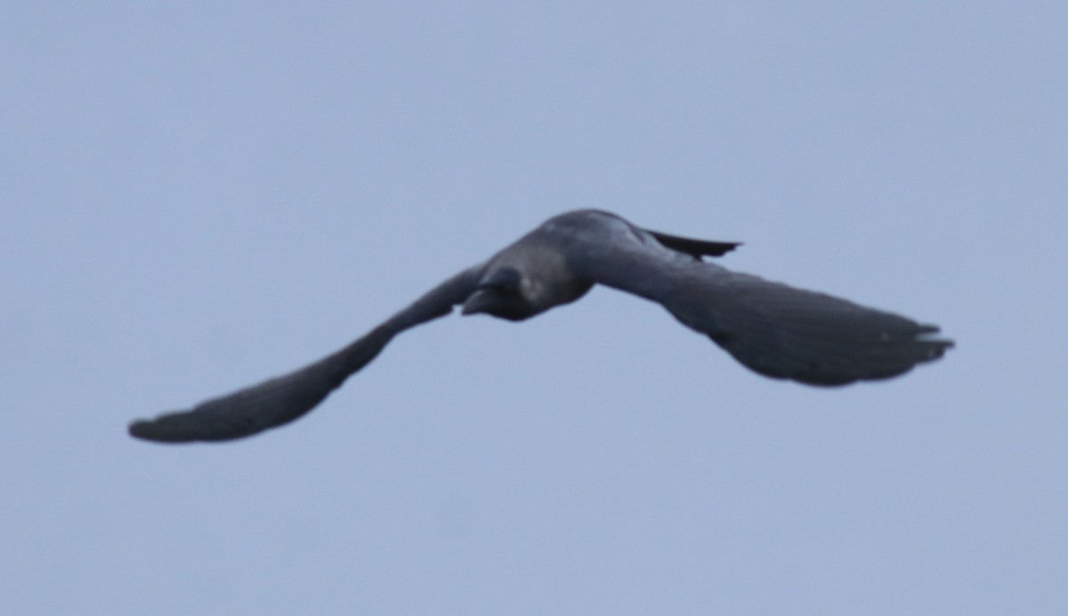 House Crow - ML647117249