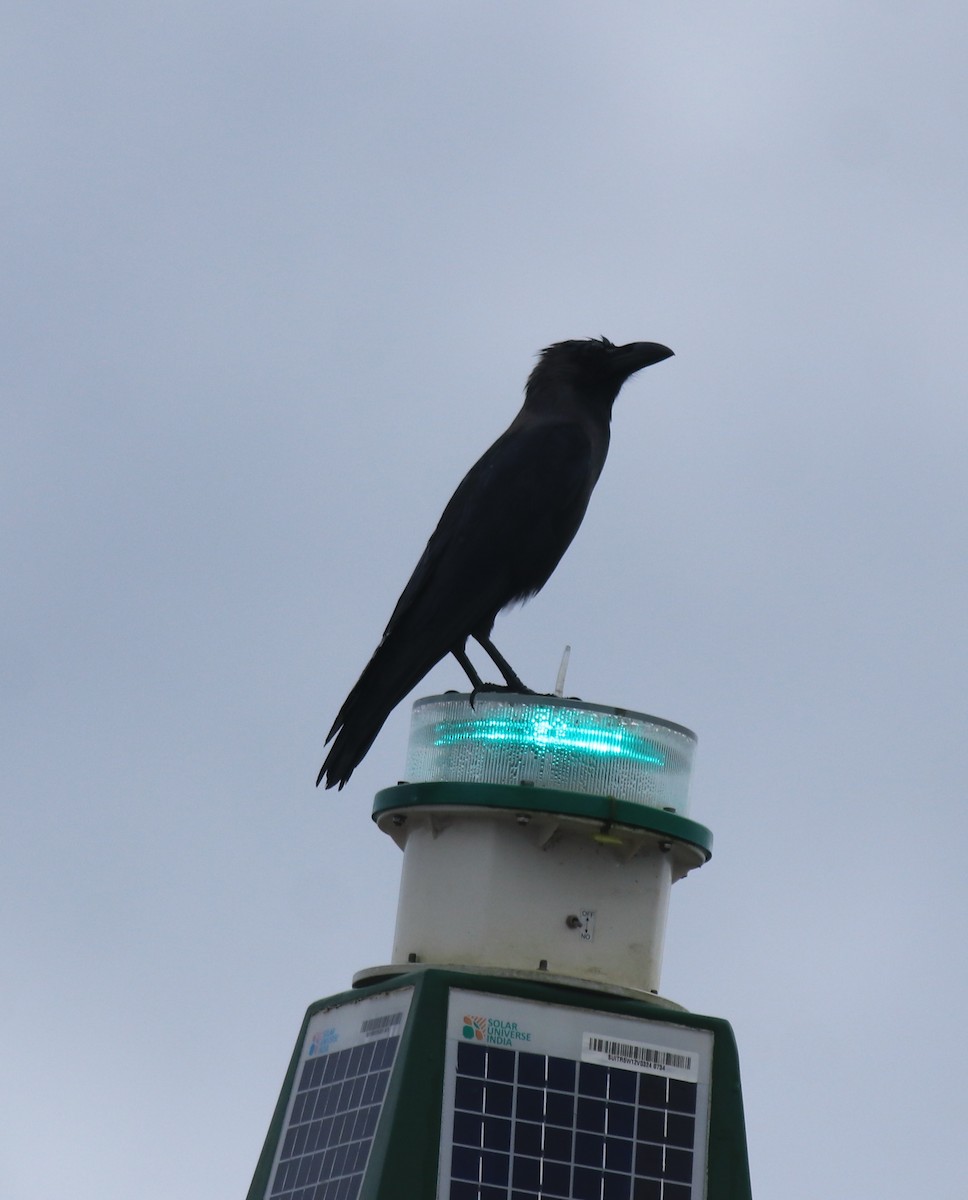 House Crow - ML647117250