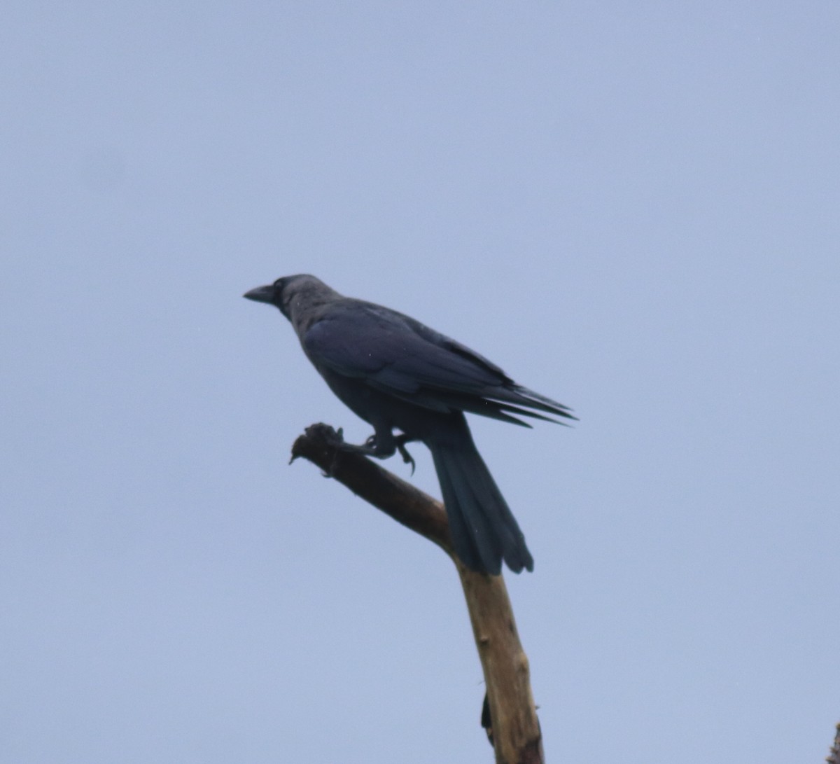 House Crow - ML647117251