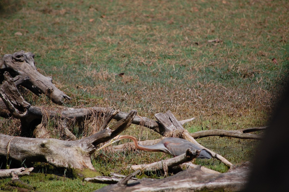 Purple Heron - ML647117258