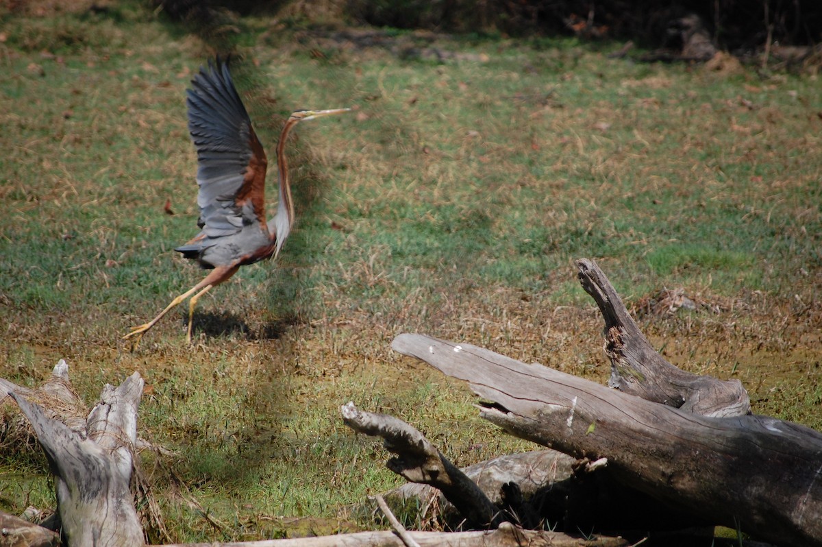 Purple Heron - ML647117260
