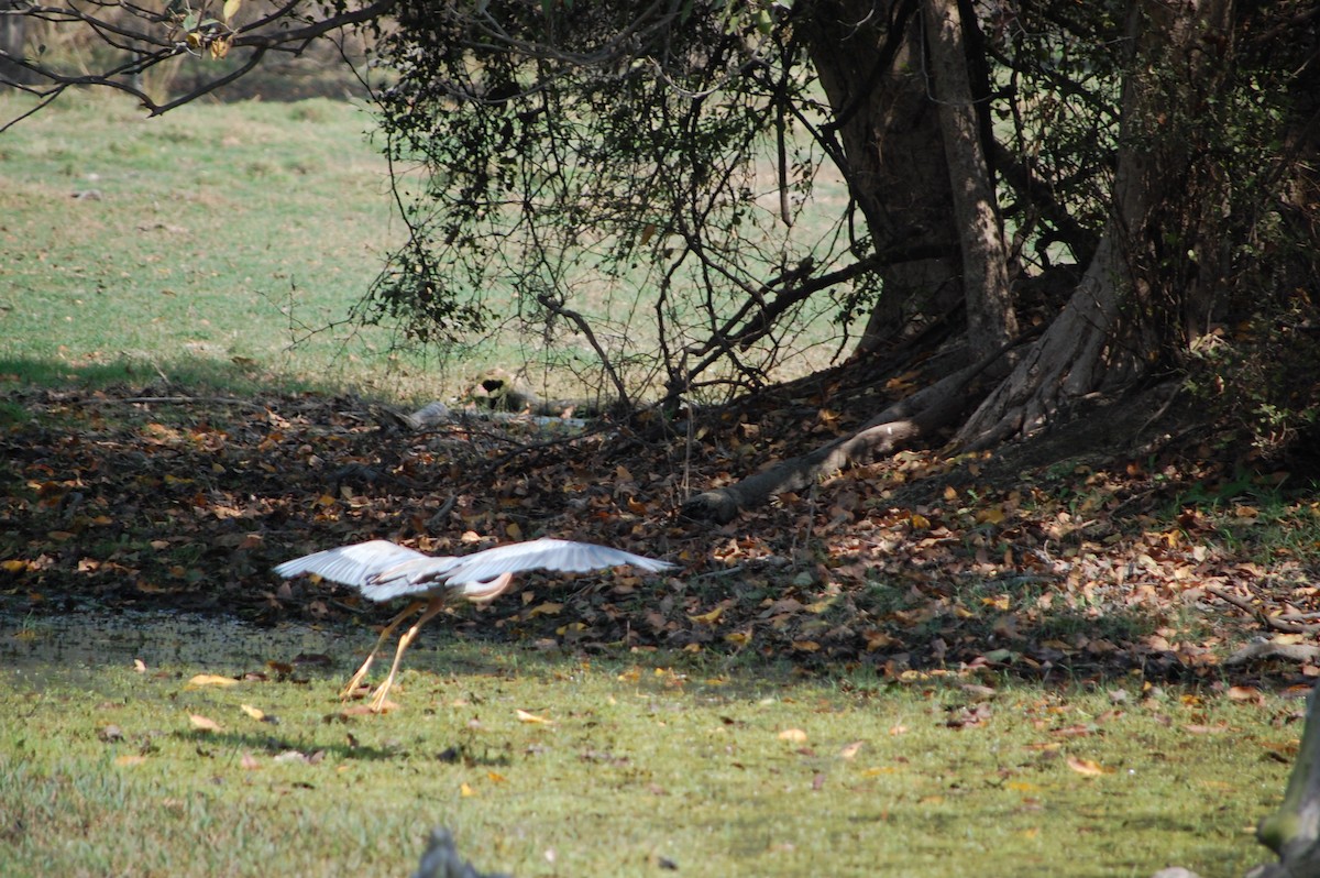 Purple Heron - ML647117261