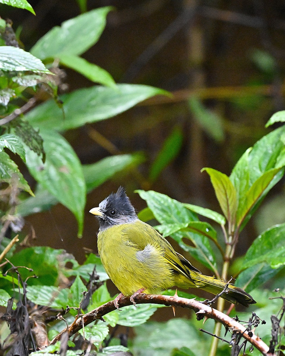 Crested Finchbill - ML647117263