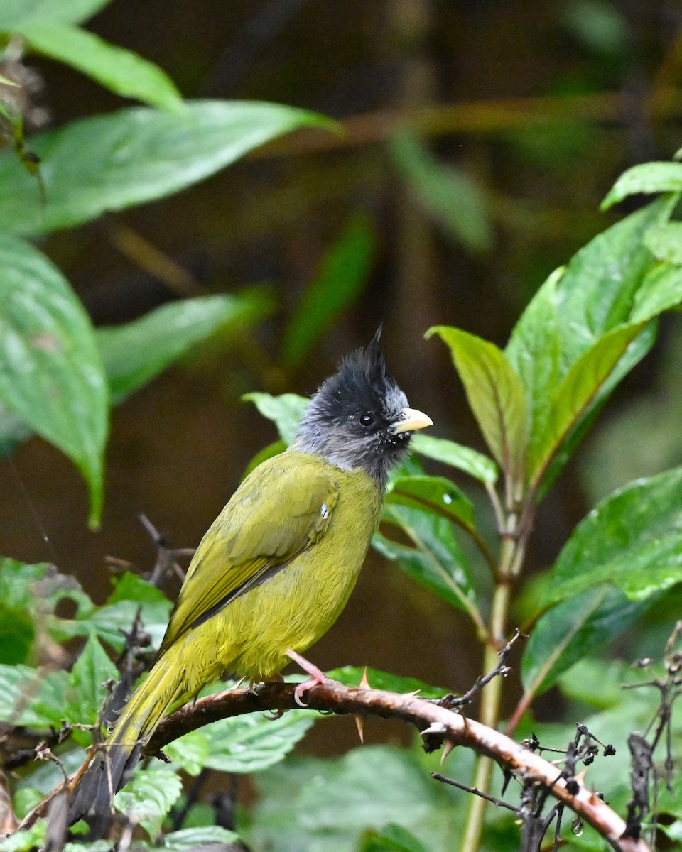 Crested Finchbill - ML647117264