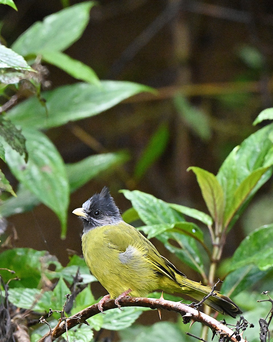 Crested Finchbill - ML647117265