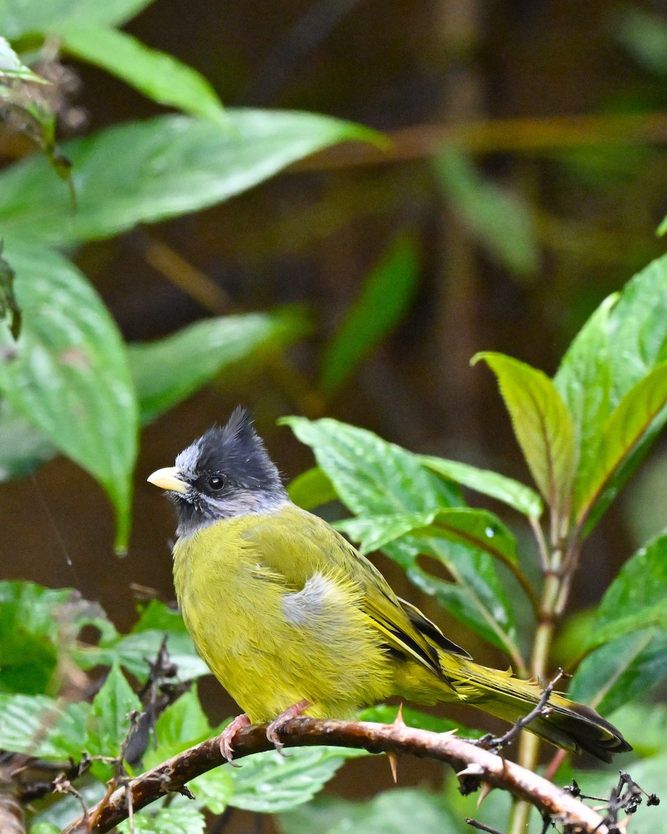 Crested Finchbill - ML647117266