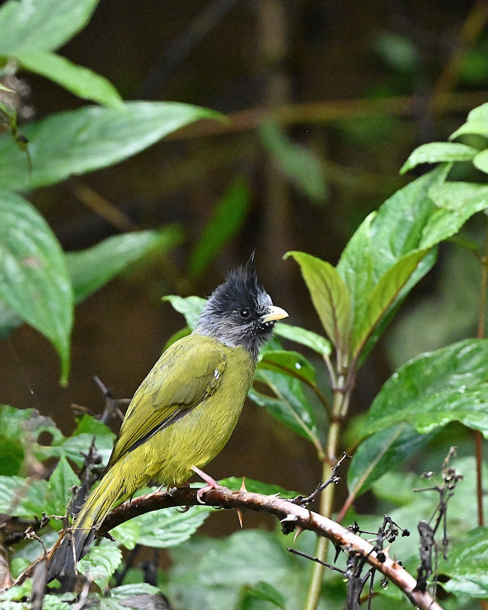 Crested Finchbill - ML647117267