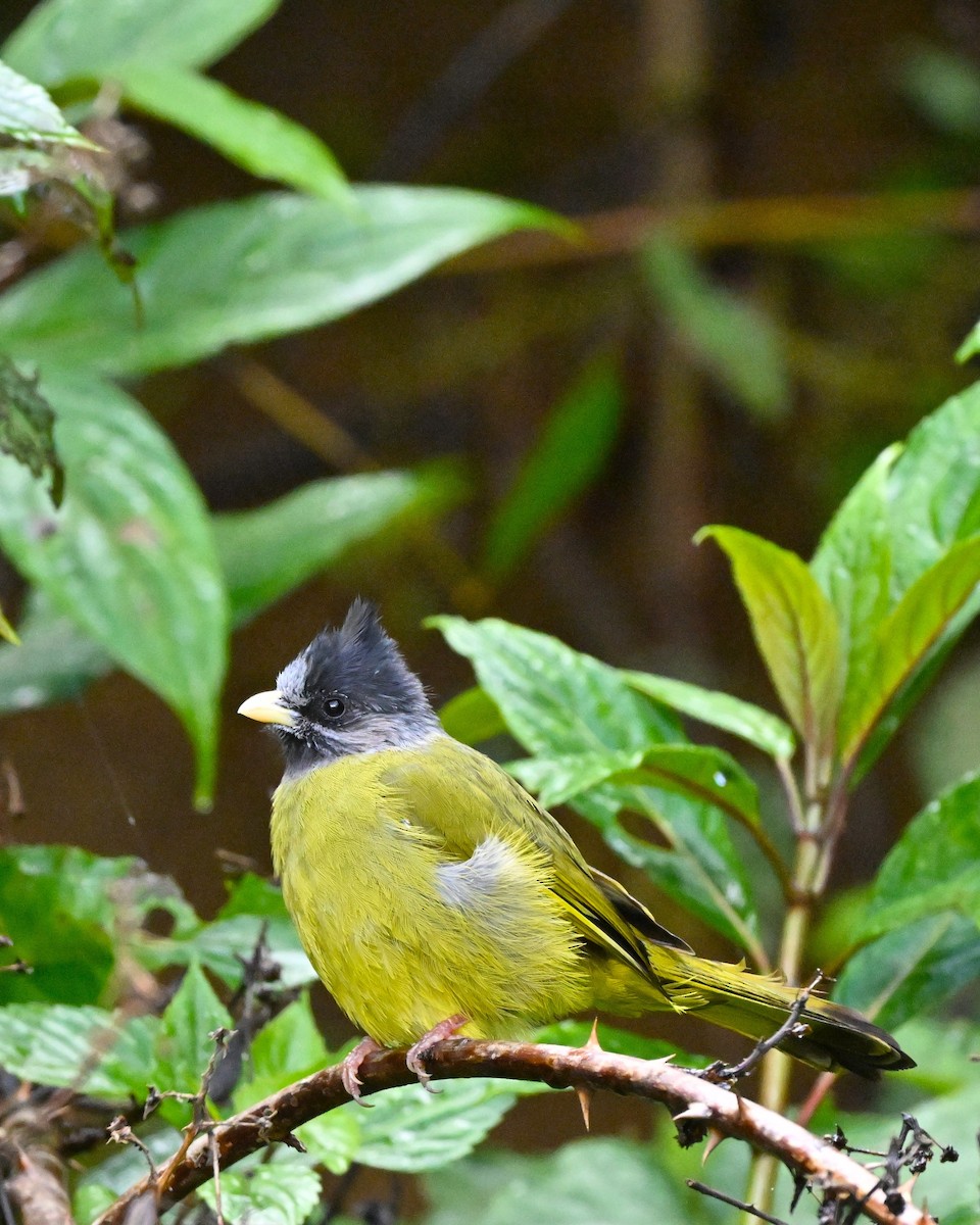 Crested Finchbill - ML647117268