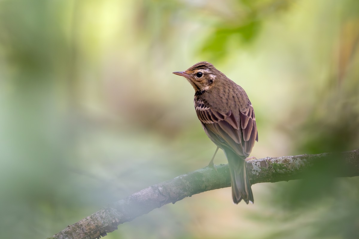 Olive-backed Pipit - ML647117269
