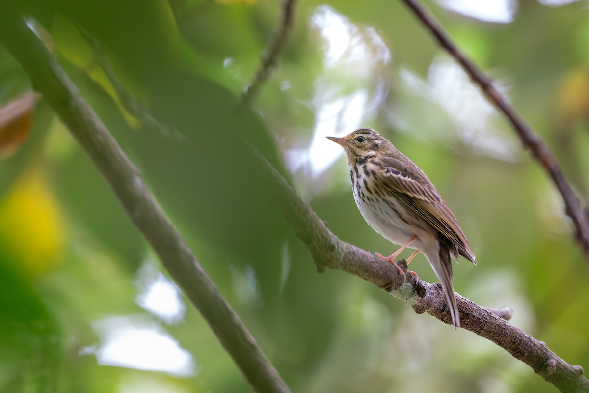 Olive-backed Pipit - ML647117270