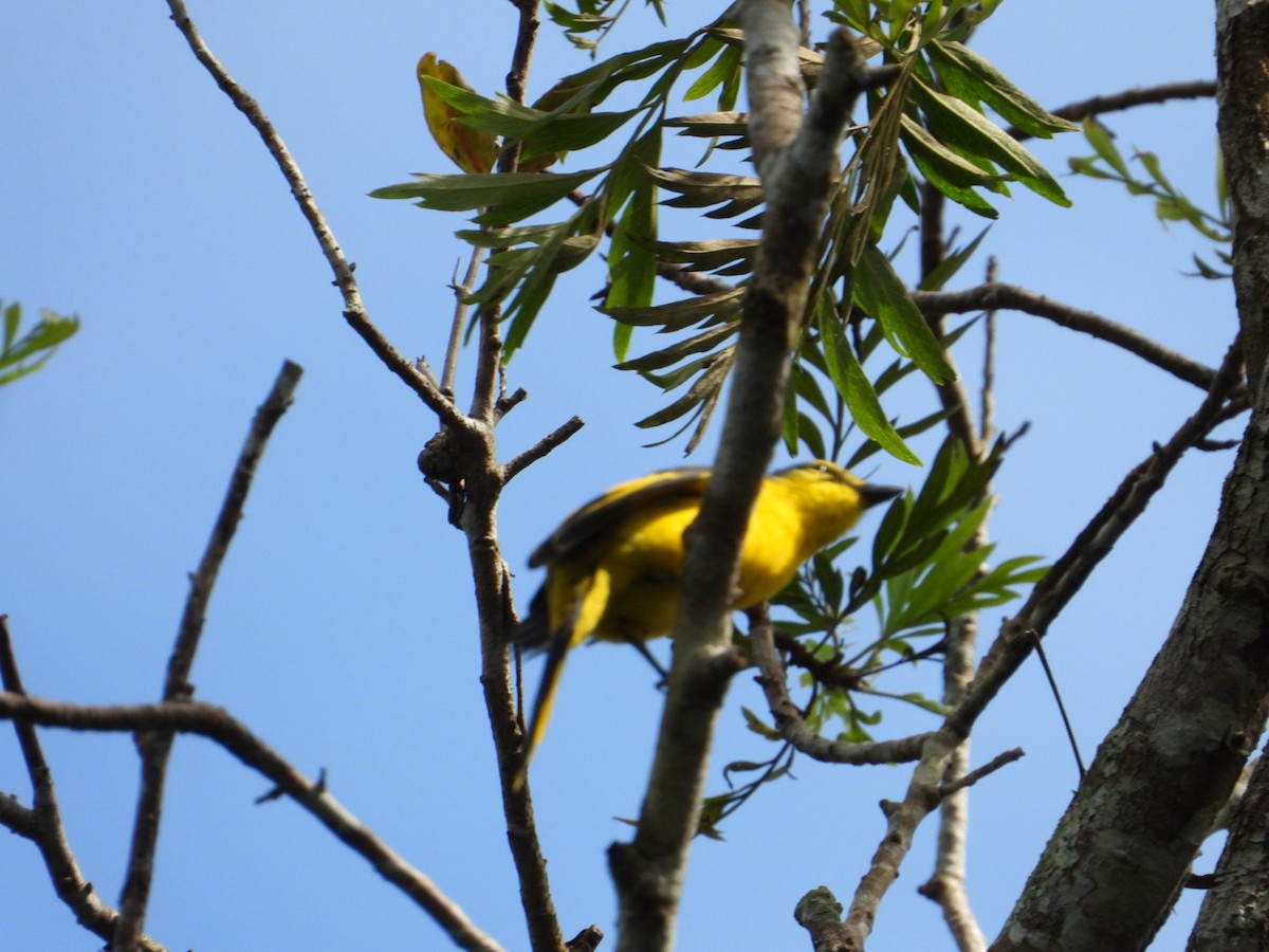Orange Minivet - ML647117271