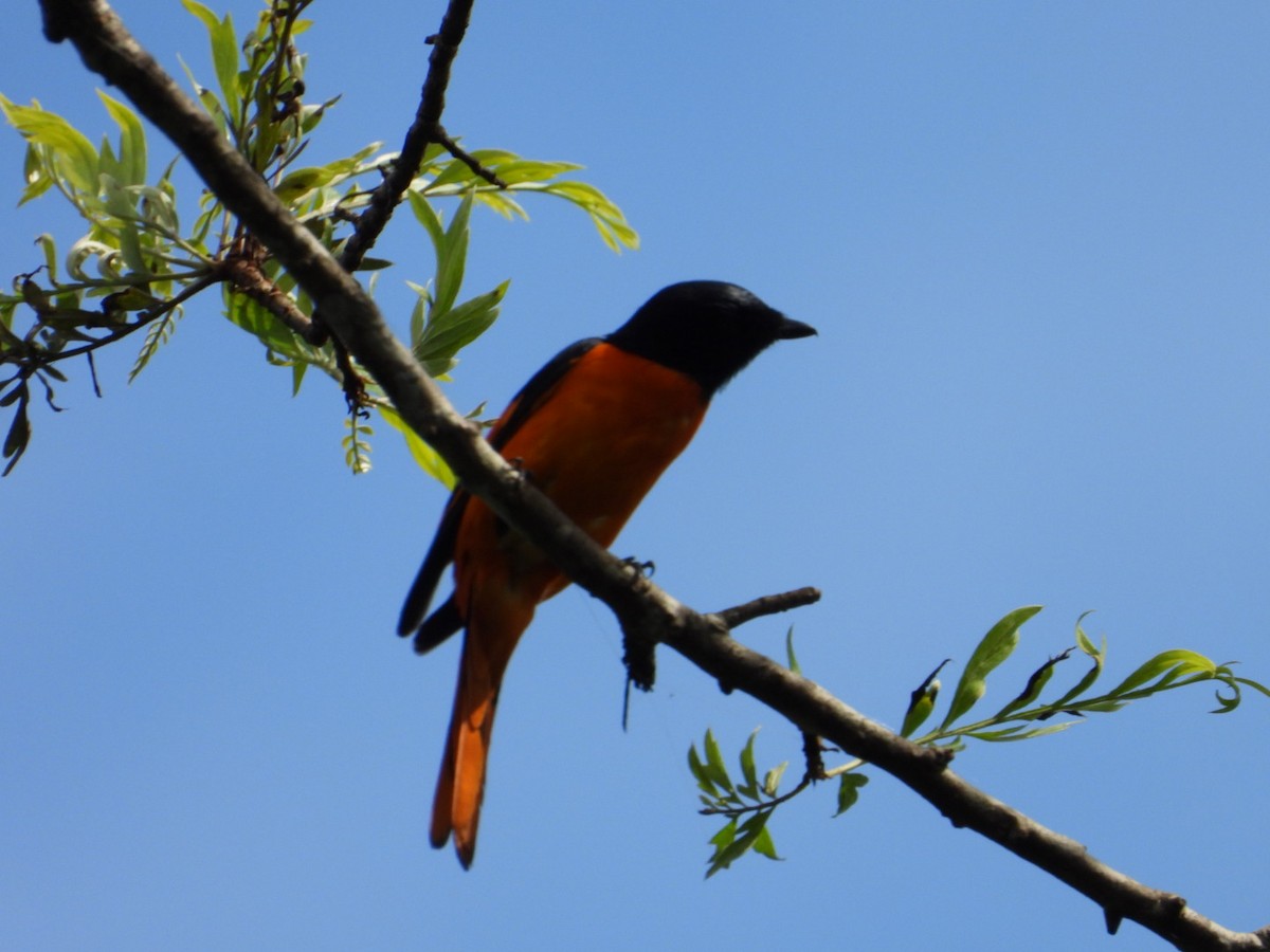 Orange Minivet - ML647117272