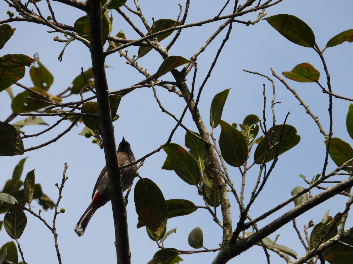 Red-vented Bulbul - ML647117273