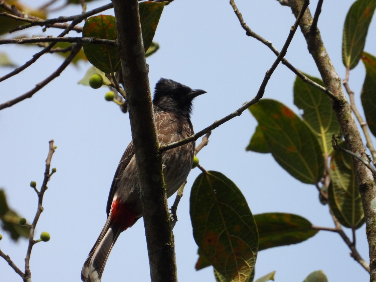 Red-vented Bulbul - ML647117274