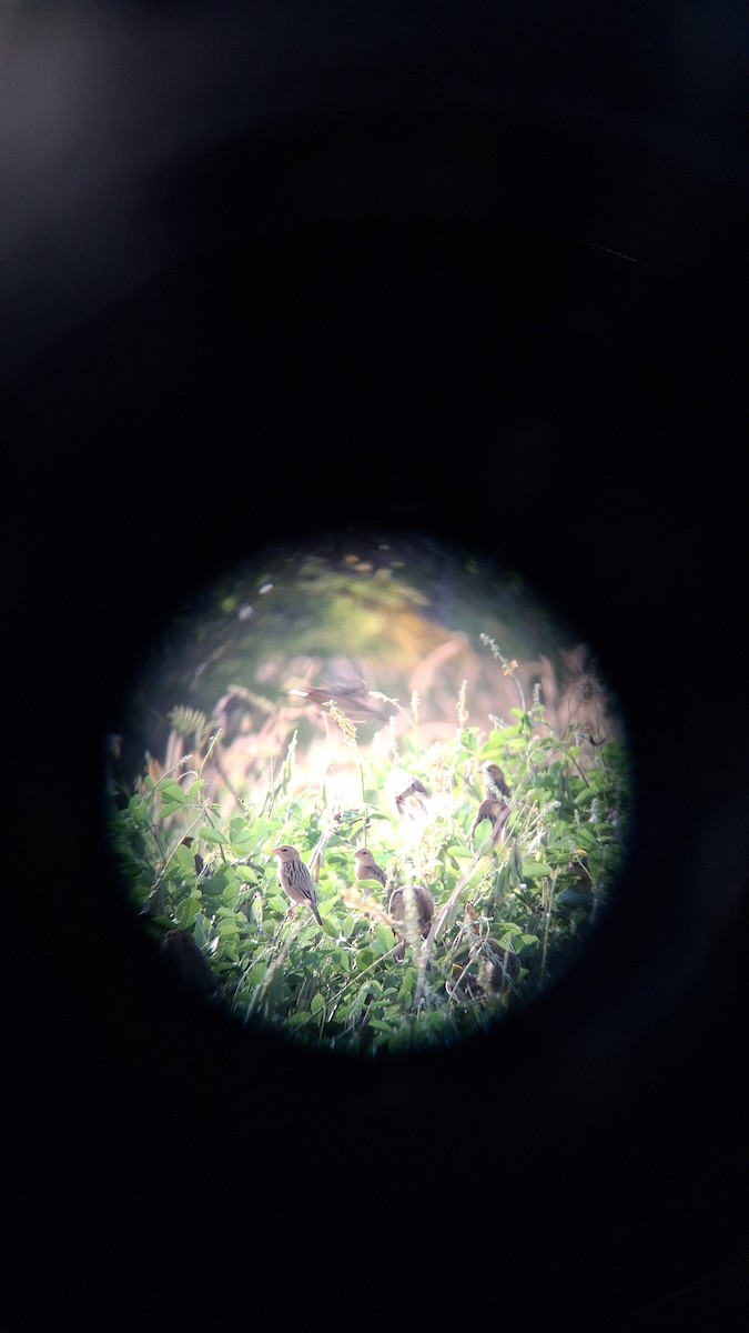 Baya Weaver - ML647117275