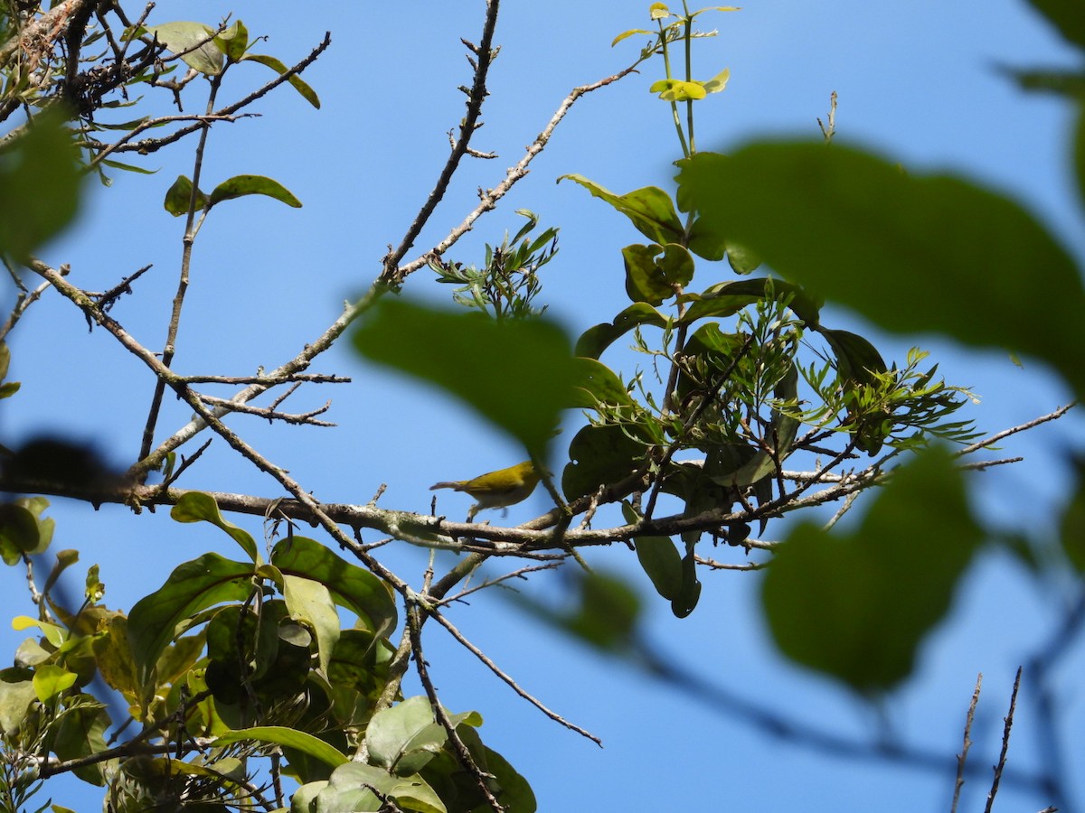 Indian White-eye - ML647117276