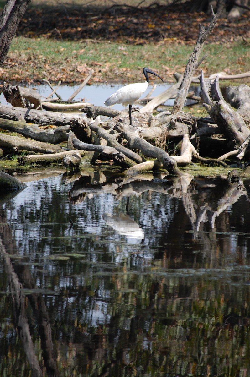 Ібіс сивоперий - ML647117277