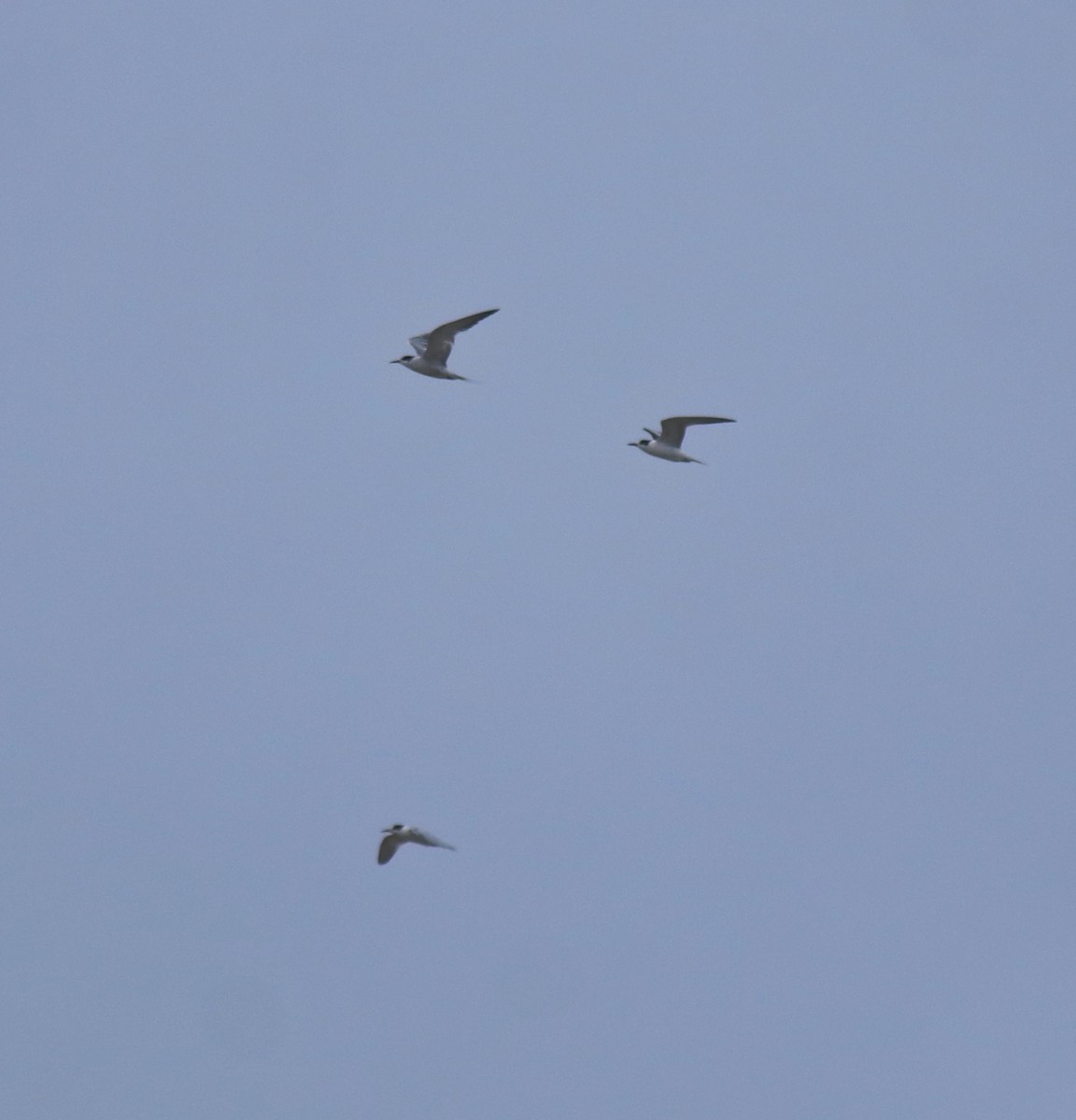 Крячок річковий - ML647117278