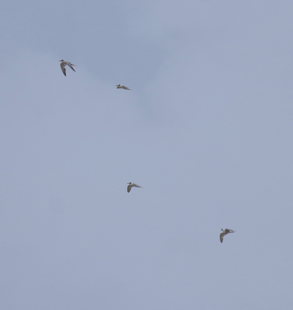 Крячок річковий - ML647117279