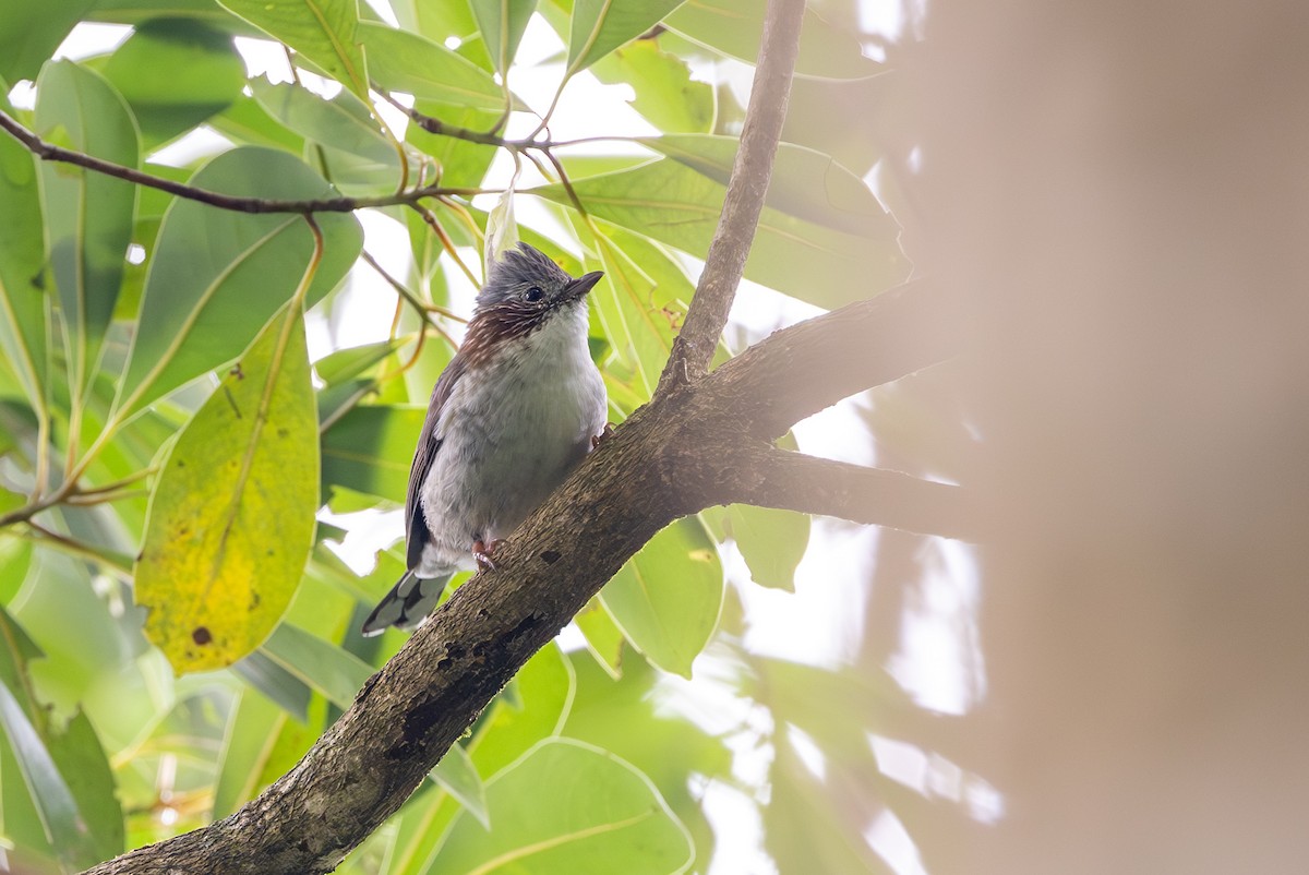 Стафіда західна - ML647117280