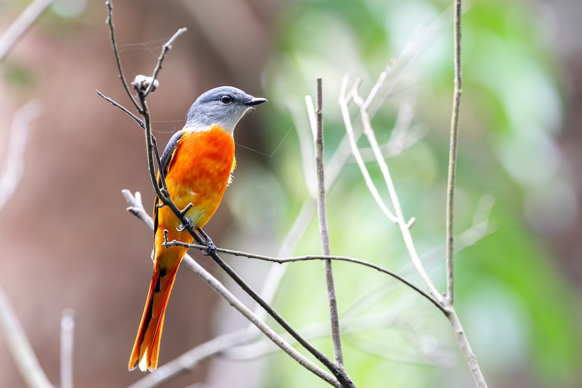 Личинкоїд сірощокий - ML647117284