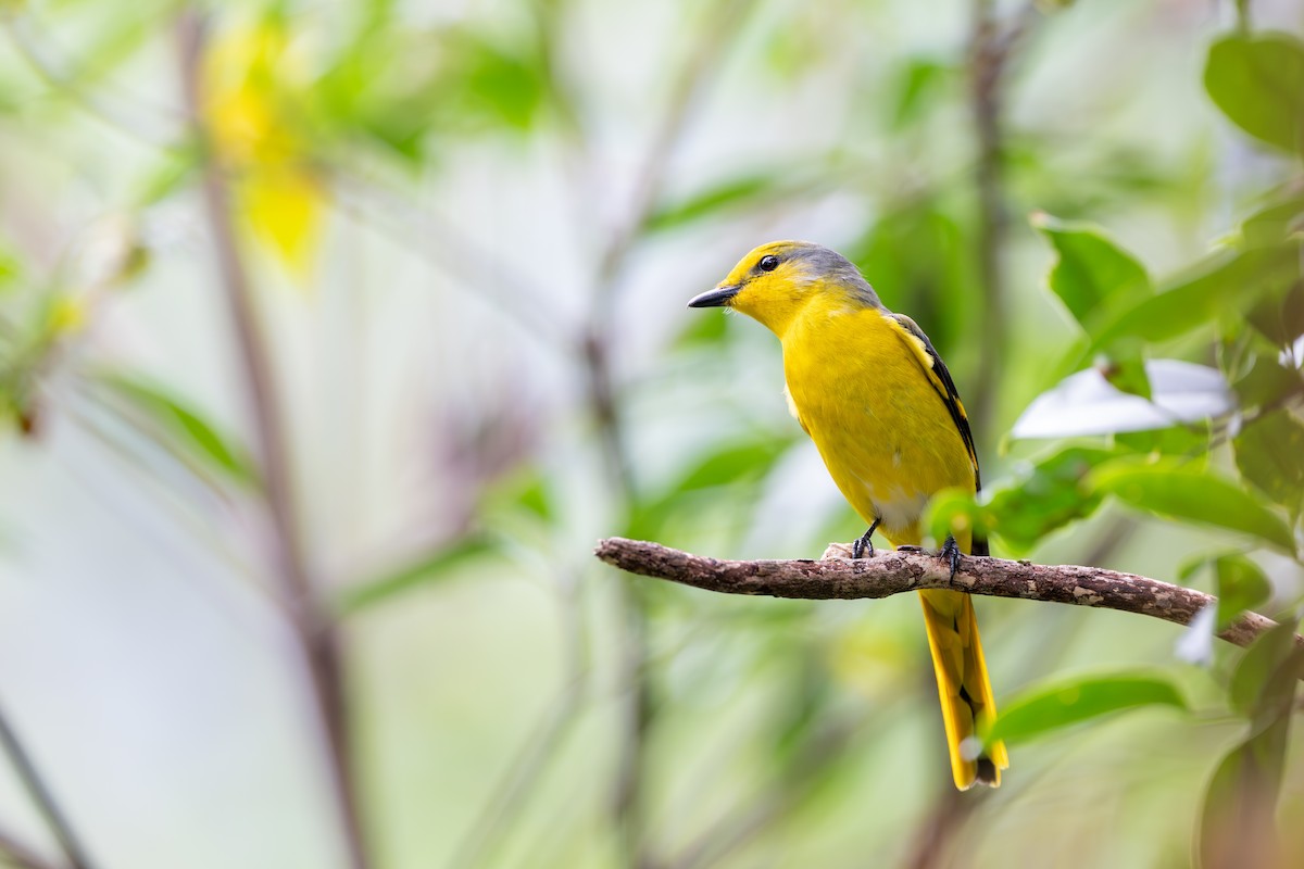 Личинкоїд пломенистий - ML647117286