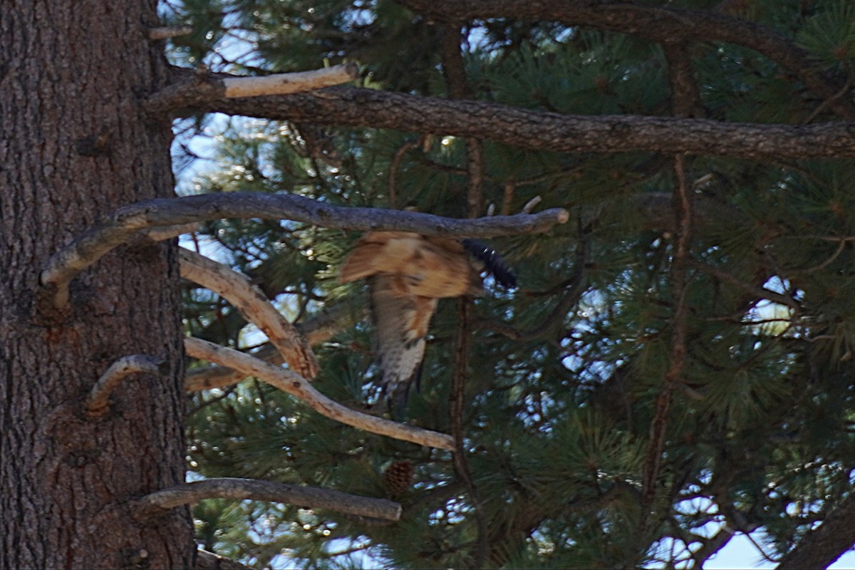 Канюк неоарктичний - ML647117287