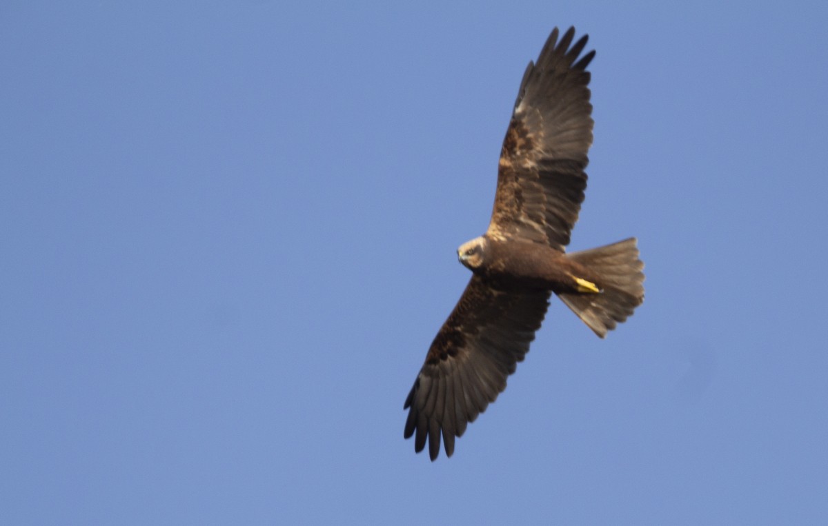 Лунь очеретяний - ML647117288