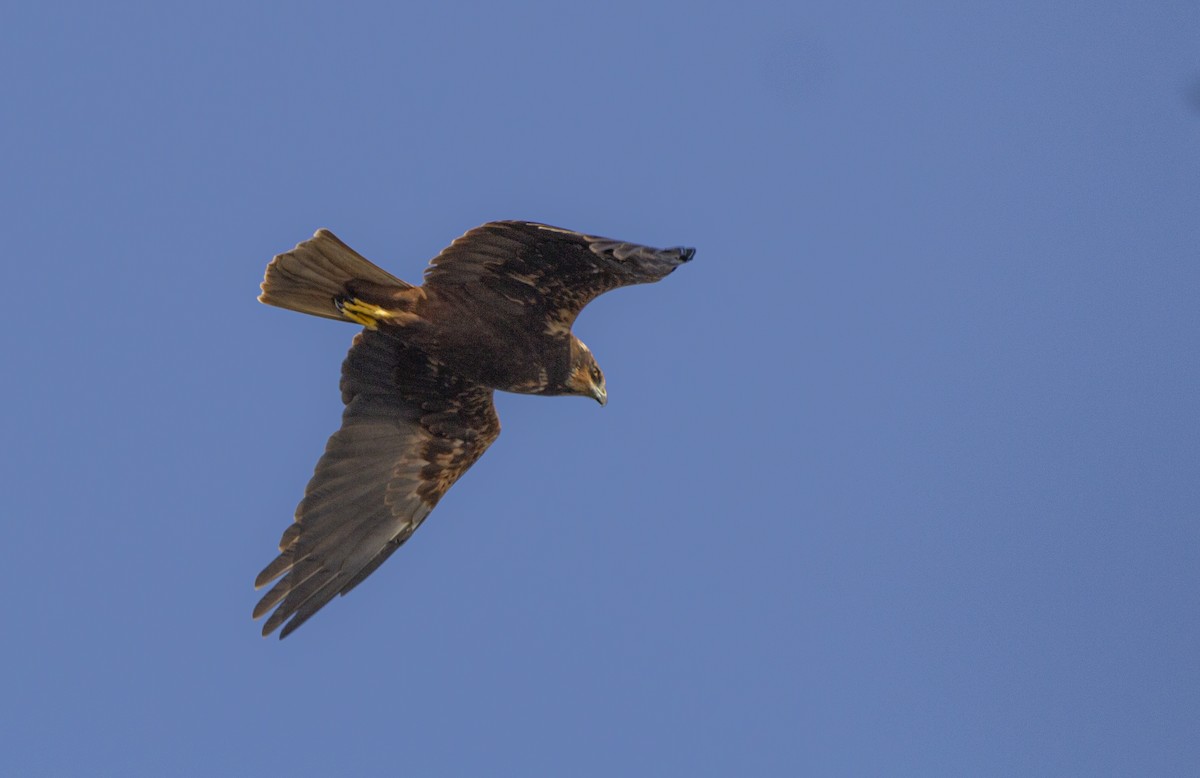 Лунь очеретяний - ML647117289