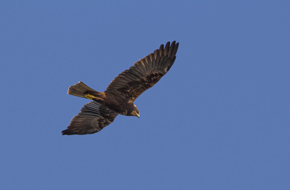 Лунь очеретяний - ML647117290