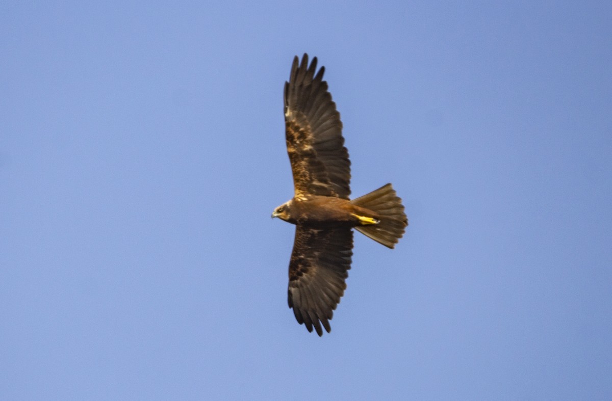 Лунь очеретяний - ML647117292