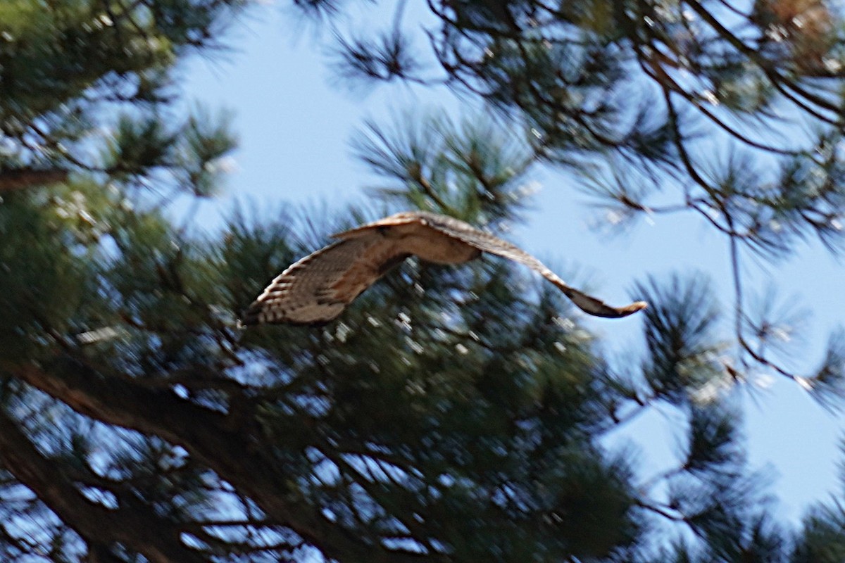 Канюк неоарктичний - ML647117293