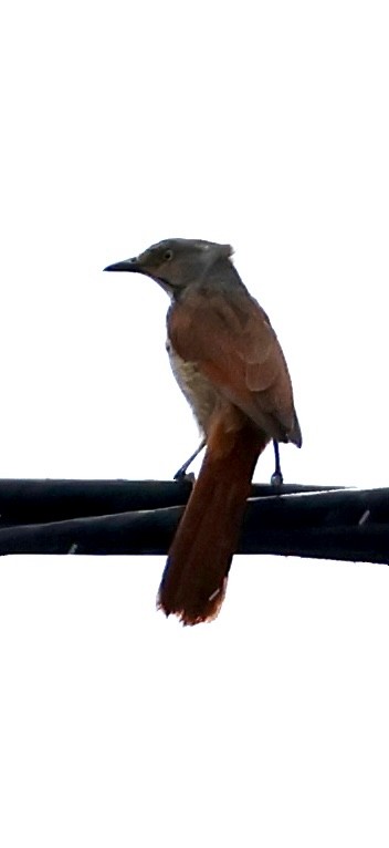 Тирч вохристоволий - ML647117297