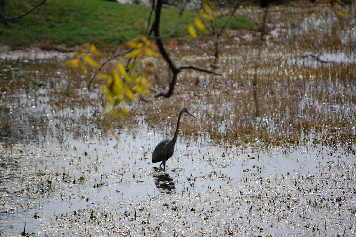 Чапля руда - ML647117298