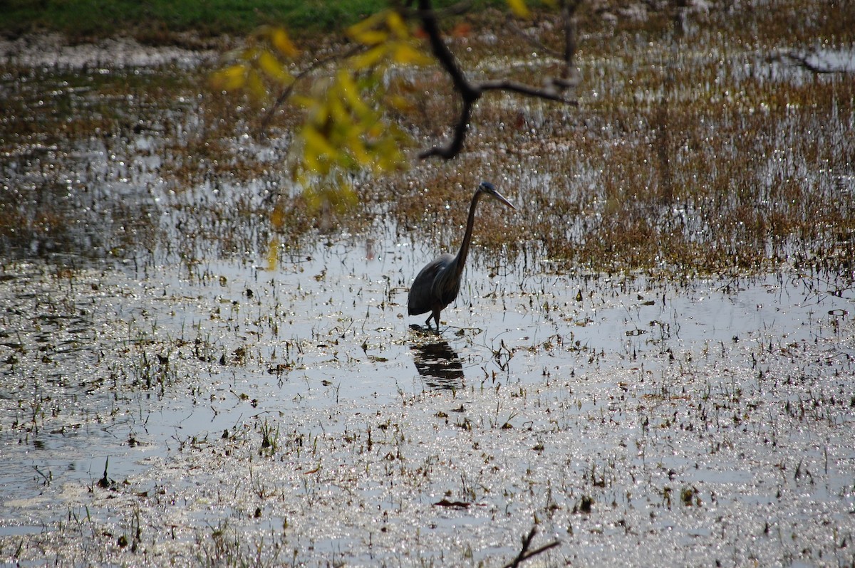 Чапля руда - ML647117299
