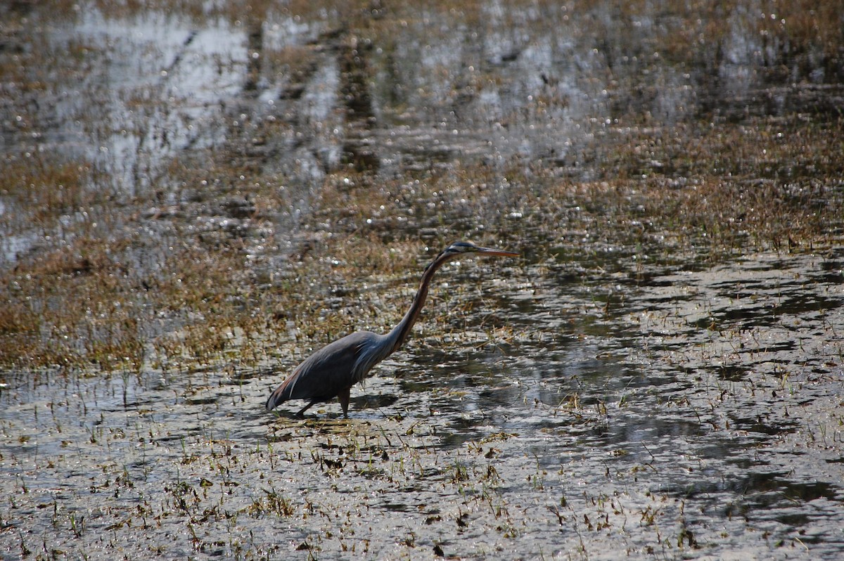 Чапля руда - ML647117300