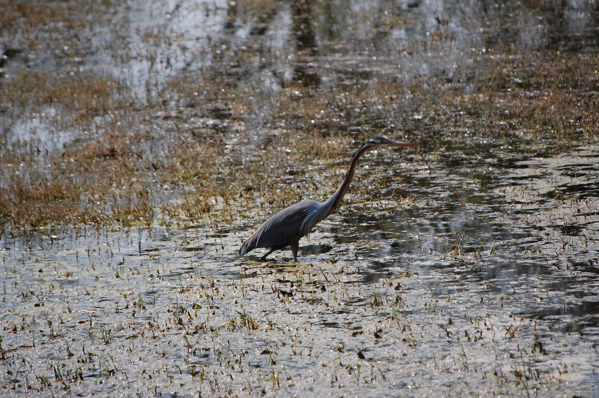 Чапля руда - ML647117301