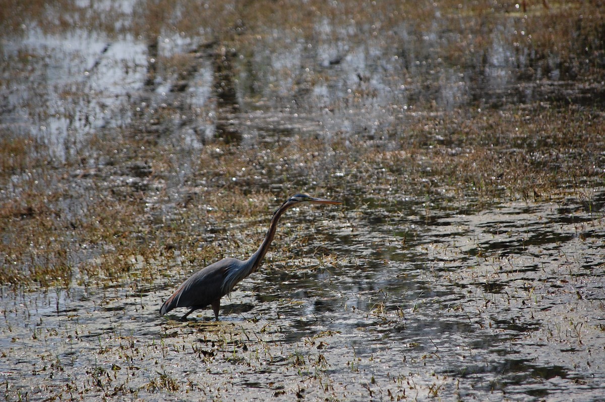 Чапля руда - ML647117302