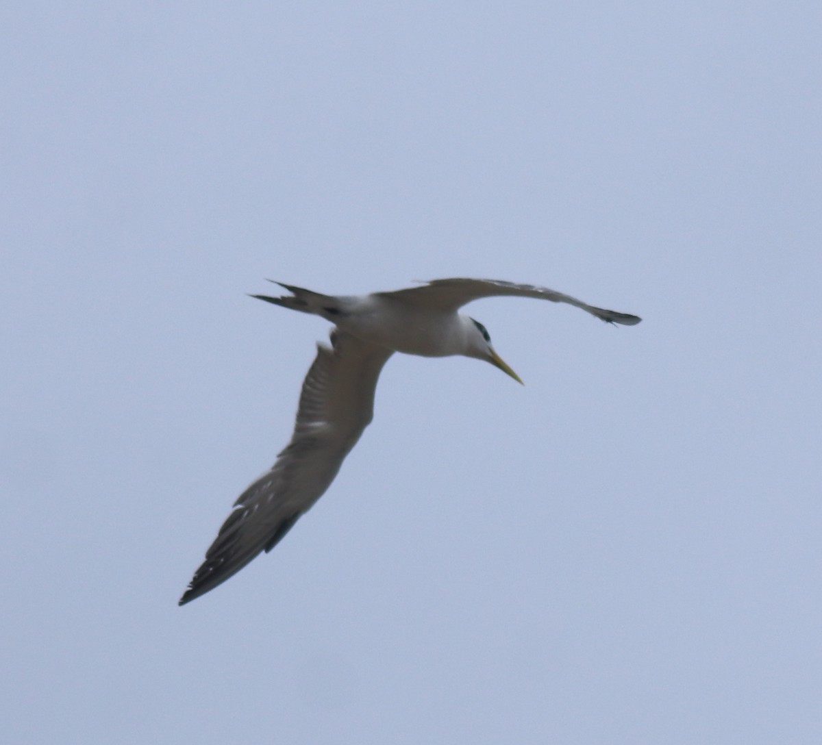 Крячок жовтодзьобий - ML647117303