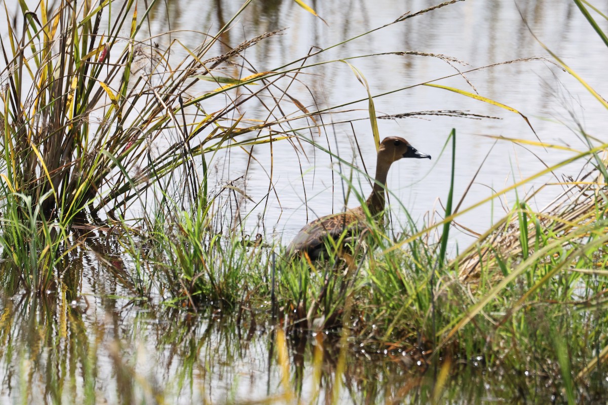 Dendrocygne à lunules - ML647117306