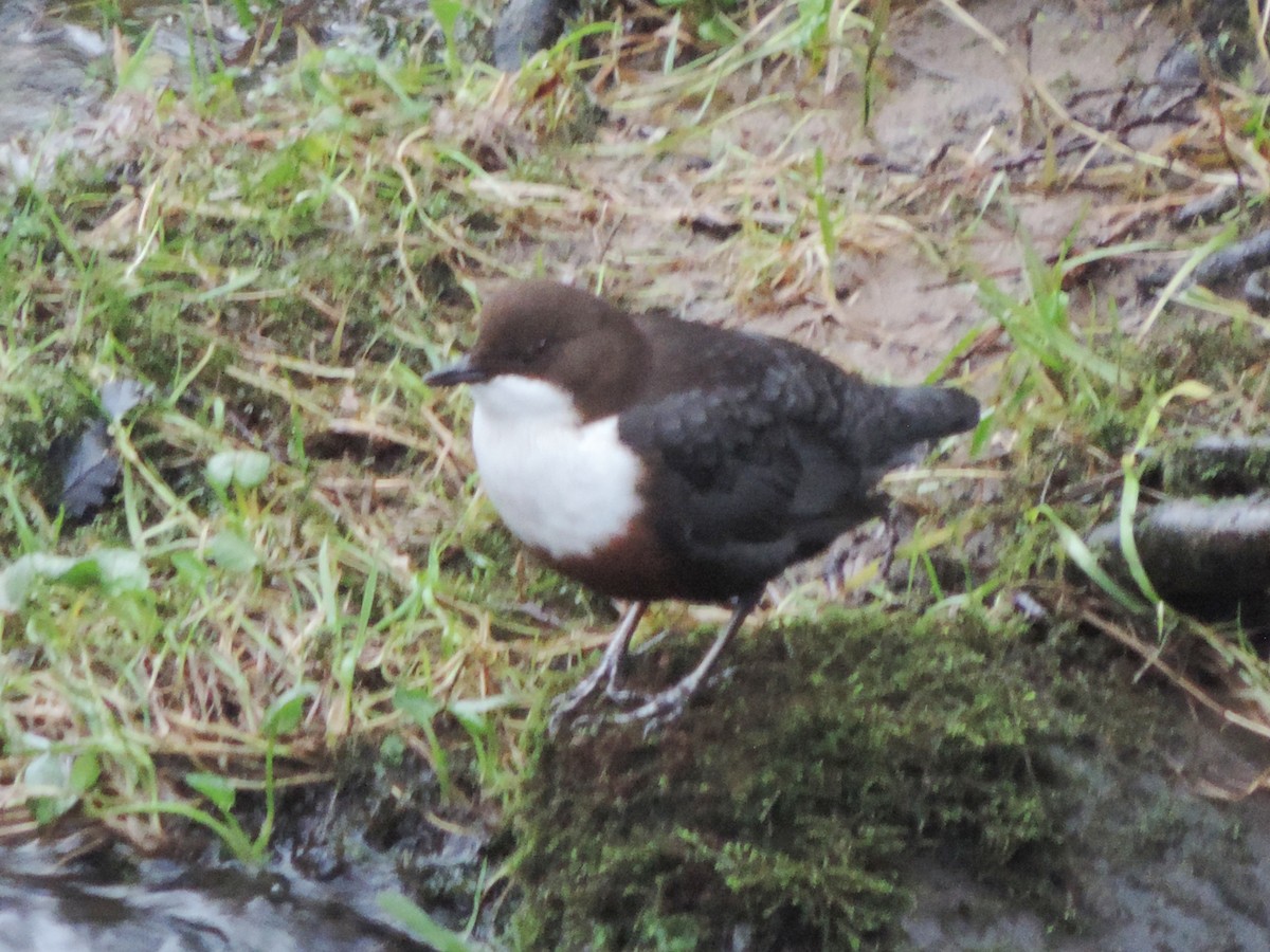 Пронурок біловолий - ML647117307