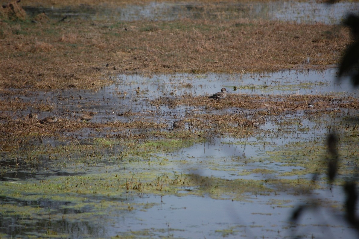 Крижень чорний - ML647117308